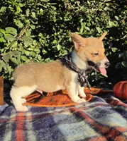 Sunny Red Sable male, a male Pembroke Welsh Corgi for sale in Brooksville, FL – 9 of 10