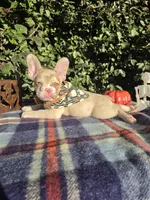 Diane Coco Isabella Merle girl , a female French Bulldog for sale in Brooksville, FL – 9 of 10