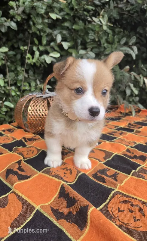 Shine Red Sable female  – Pembroke Welsh Corgi puppy for sale in Brooksville, FL