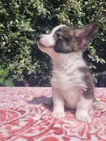 Brindle female , a female Cardigan Welsh Corgi and Pembroke Welsh Corgi for sale in Brooksville, FL – 7 of 8