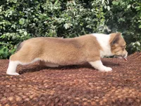 Maple blue sable , a female Pembroke Welsh Corgi for sale in Brooksville, FL – 6 of 9