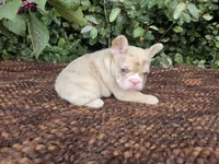 Diane Coco Fawn Merle girl , a female French Bulldog for sale in Brooksville, FL – 2 of 9