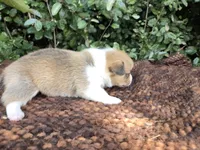 Shine Red Sable female , a female Pembroke Welsh Corgi for sale in Brooksville, FL – 2 of 7
