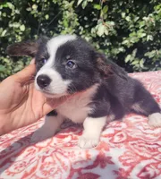 Black tri female #2 , a female Cardigan Welsh Corgi and Pembroke Welsh Corgi for sale in Brooksville, FL – 2 of 9