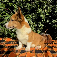 Merlin Red Merle male , a male Cardigan Welsh Corgi and Pembroke Welsh Corgi for sale in Brooksville, FL – 5 of 9
