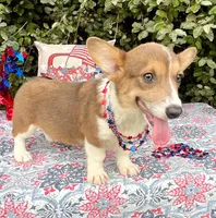 Maple blue sable , a female Pembroke Welsh Corgi for sale in Brooksville, FL – 2 of 10