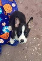 Black tri female #1 (runt) , a female Cardigan Welsh Corgi and Pembroke Welsh Corgi for sale in Brooksville, FL – 8 of 9