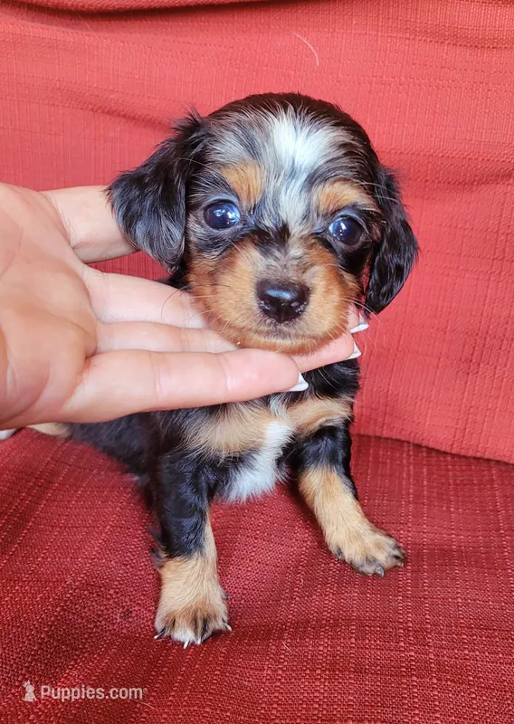 Daisy dappled blk/tan – Chiweenie puppy for sale in Brooksville, FL
