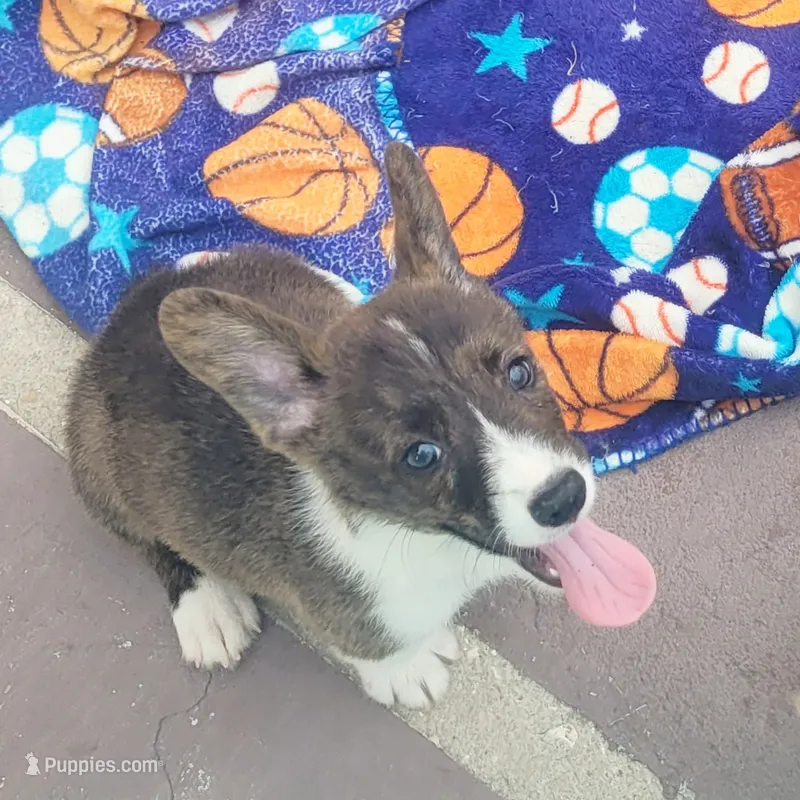 Brindle Male  – Cardigan Welsh Corgi, Pembroke Welsh Corgi puppy for sale in Brooksville, FL