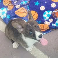 Brindle Male , a male Cardigan Welsh Corgi and Pembroke Welsh Corgi for sale in Brooksville, FL – 2 of 8