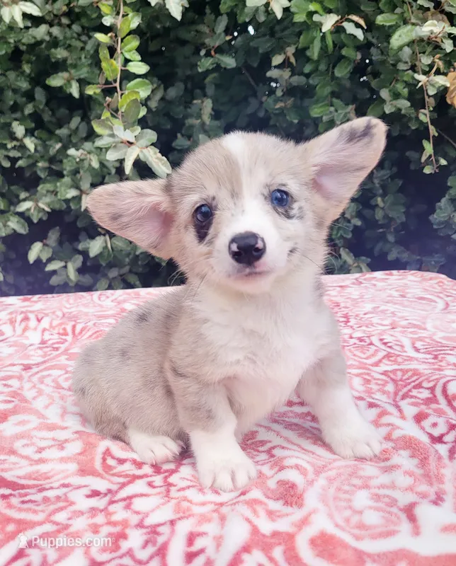 Merle male (Blue eye)  – Cardigan Welsh Corgi, Pembroke Welsh Corgi puppy for sale in Brooksville, FL