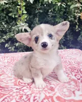 Merle male (Blue eye) , a male Cardigan Welsh Corgi and Pembroke Welsh Corgi for sale in Brooksville, FL – 1 of 7