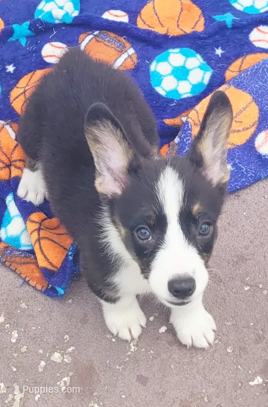 Black tri female #1 (runt)  – Cardigan Welsh Corgi, Pembroke Welsh Corgi puppy for sale in Brooksville, FL