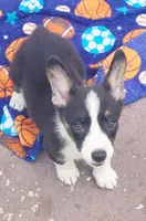Black tri female #1 (runt) , a female Cardigan Welsh Corgi and Pembroke Welsh Corgi for sale in Brooksville, FL – 1 of 9
