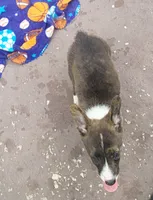 Brindle Male , a male Cardigan Welsh Corgi and Pembroke Welsh Corgi for sale in Brooksville, FL – 8 of 8