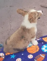 Red Merle male (Blue Eyes), a male Cardigan Welsh Corgi and Pembroke Welsh Corgi for sale in Brooksville, FL – 5 of 7