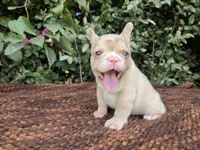 Diane Coco Fawn Merle girl , a female French Bulldog for sale in Brooksville, FL – 3 of 9