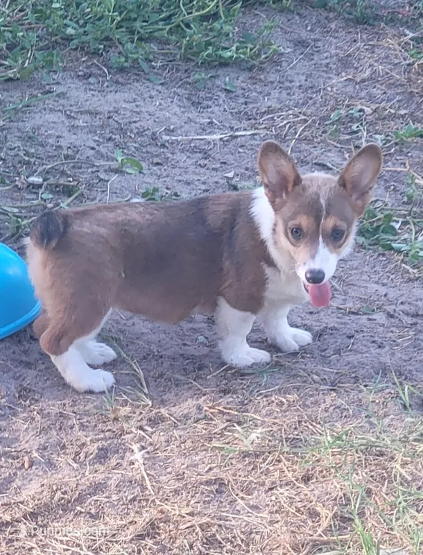 Maple blue sable  – Pembroke Welsh Corgi puppy for sale in Brooksville, FL