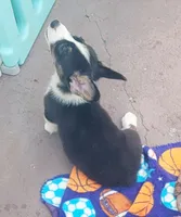 Black tri female #1 (runt) , a female Cardigan Welsh Corgi and Pembroke Welsh Corgi for sale in Brooksville, FL – 7 of 9