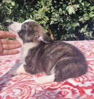 Brindle female , a female Cardigan Welsh Corgi and Pembroke Welsh Corgi for sale in Brooksville, FL – 4 of 8