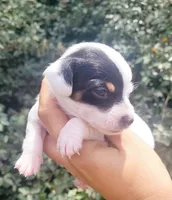 Sunflower blk tan pied , a female Chiweenie for sale in Brooksville, FL – 2 of 8
