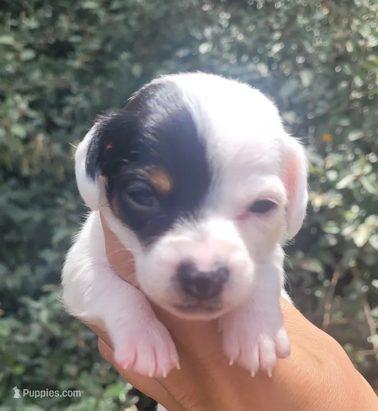Sunflower blk tan pied  – Chiweenie puppy for sale in Brooksville, FL