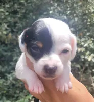 Sunflower blk tan pied , a female Chiweenie for sale in Brooksville, FL – 1 of 8