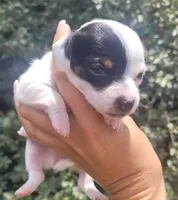 Sunflower blk tan pied , a female Chiweenie for sale in Brooksville, FL – 6 of 8