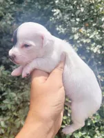 Sunflower blk tan pied , a female Chiweenie for sale in Brooksville, FL – 8 of 8