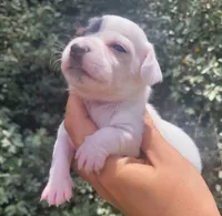 Sunflower blk tan pied , a female Chiweenie for sale in Brooksville, FL – 4 of 8