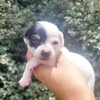 Sunflower blk tan pied , a female Chiweenie for sale in Brooksville, FL – 7 of 8