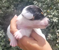 Sunflower blk tan pied , a female Chiweenie for sale in Brooksville, FL – 3 of 8