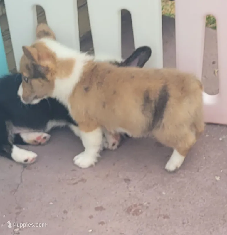 Red Merle male (Blue Eyes) – Cardigan Welsh Corgi, Pembroke Welsh Corgi puppy for sale in Brooksville, FL