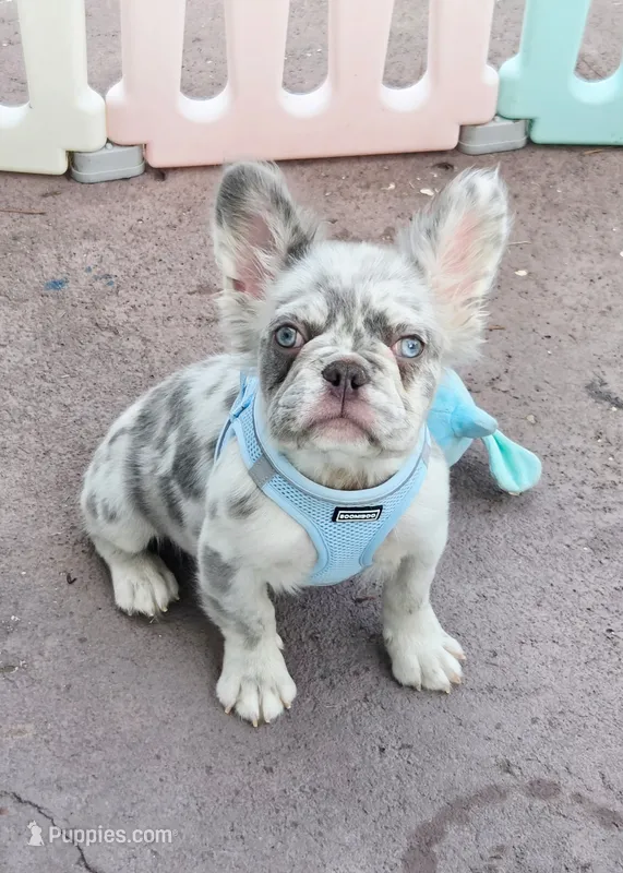 Polar bear Lilac Merle Fluffy  – French Bulldog puppy for sale in Brooksville, FL