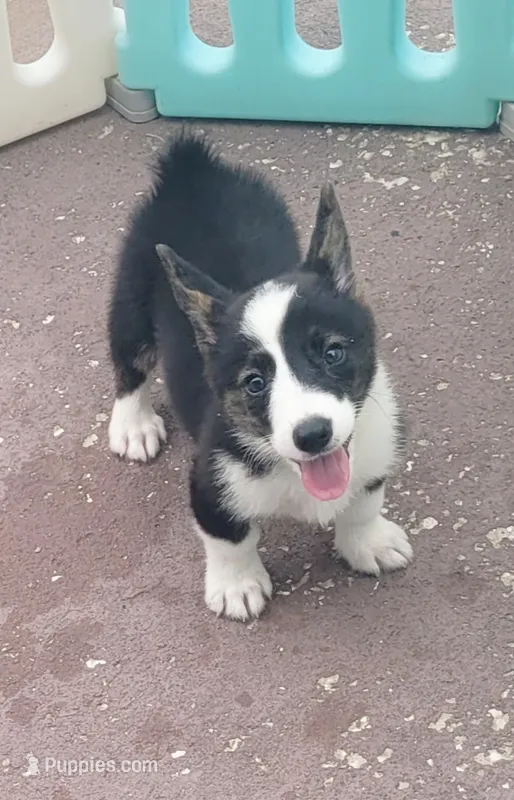 Black tri female #2  – Cardigan Welsh Corgi, Pembroke Welsh Corgi puppy for sale in Brooksville, FL