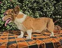 Merlin Red Merle male , a male Cardigan Welsh Corgi and Pembroke Welsh Corgi for sale in Brooksville, FL – 7 of 9
