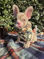 Diane Coco Isabella Merle girl , a female French Bulldog for sale in Brooksville, FL – 8 of 10