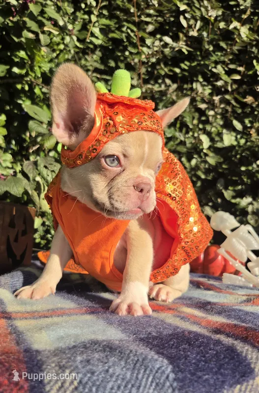 Jack Coco fawn Merle  – French Bulldog puppy for sale in Brooksville, FL