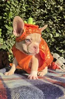 Jack Coco fawn Merle , a male French Bulldog for sale in Brooksville, FL – 6 of 10