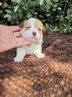 Summer Red female , a female Pembroke Welsh Corgi for sale in Brooksville, FL – 7 of 7