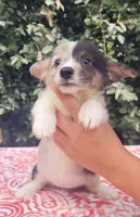 Merle tri female , a female Cardigan Welsh Corgi and Pembroke Welsh Corgi for sale in Brooksville, FL – 4 of 7