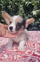 Merle tri male , a male Cardigan Welsh Corgi and Pembroke Welsh Corgi for sale in Brooksville, FL – 9 of 10