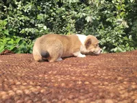 Maple blue sable , a female Pembroke Welsh Corgi for sale in Brooksville, FL – 5 of 9