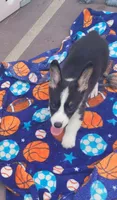 Black tri female #1 (runt) , a female Cardigan Welsh Corgi and Pembroke Welsh Corgi for sale in Brooksville, FL – 3 of 9
