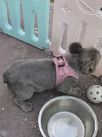 Jade Lilac tri Fluffy girl , a female French Bulldog for sale in Brooksville, FL – 4 of 6