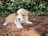 Summer Red female , a female Pembroke Welsh Corgi for sale in Brooksville, FL – 6 of 7