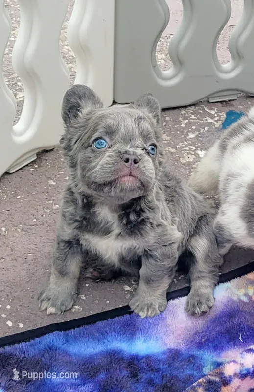 Violet Lilac Tri Fluffy girl  – French Bulldog puppy for sale in Brooksville, FL
