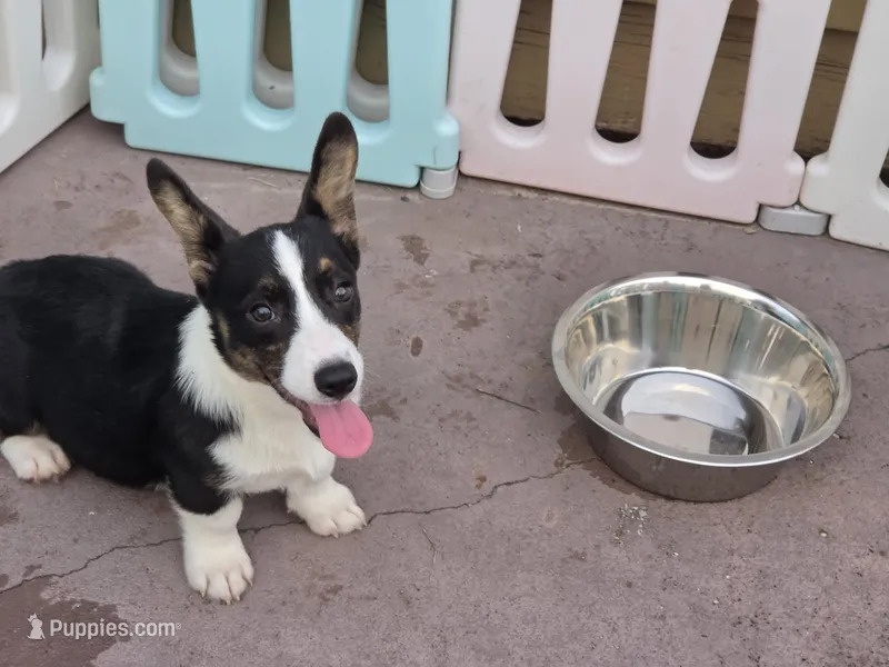 Raven Black tri  – Cardigan Welsh Corgi, Pembroke Welsh Corgi puppy for sale in Brooksville, FL