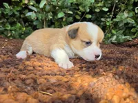 Summer Red female , a female Pembroke Welsh Corgi for sale in Brooksville, FL – 5 of 7