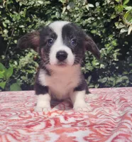 Black tri female #2 , a female Cardigan Welsh Corgi and Pembroke Welsh Corgi for sale in Brooksville, FL – 6 of 9